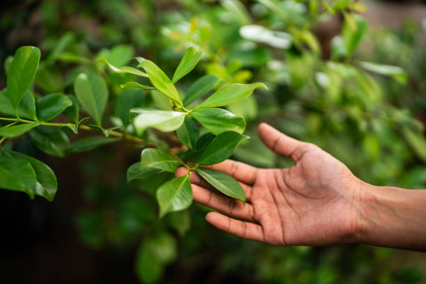 How Our Tree Care Process Works  in  Donaldsonville, LA